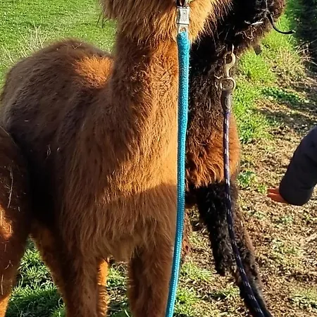Kleine Lea 1